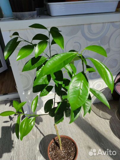 Кумкват Индио привит на пандерозу