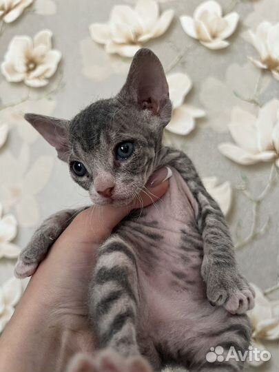 Котенок помесь сфинкс