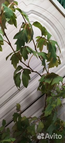 Хойя белла и сциндаптус золотистый