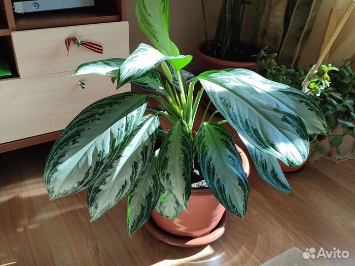 Комнатные цветы