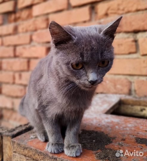 Котята - мышеловы