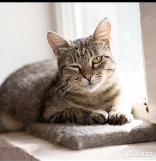 Кошка в добрые руки