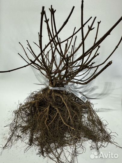 Голый корень метельчатой гортензии. Европа