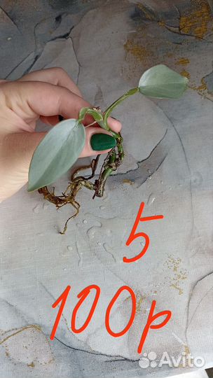 Сциндапсус плющ эпипремнум