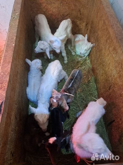 Продам нубийских и заанненских козликов