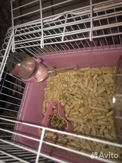 Хомяки вместе с клеткой