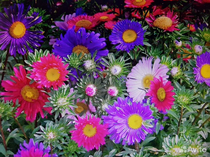 Семена астры