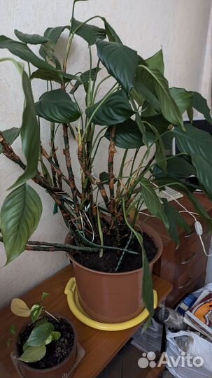 Комнатные цветы