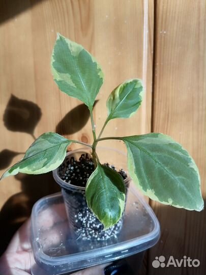 Бальзамин махровый (Ванька мокрый)