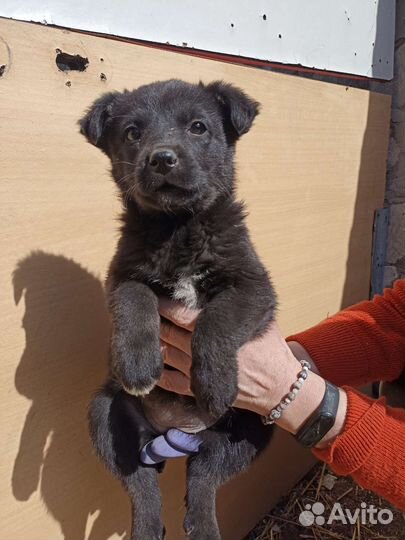 Щенки бесплатно