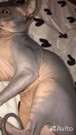 Донский сфинкс вязка