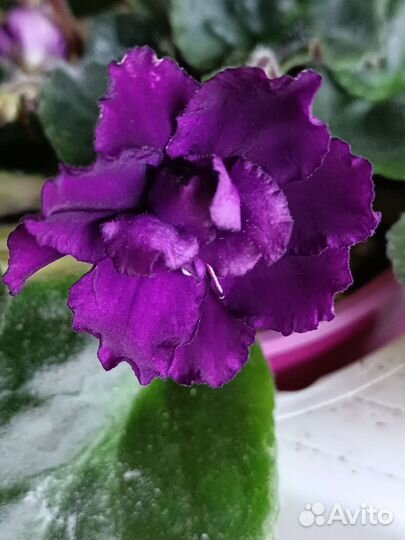 Фиалки сортовые более 70 сортов