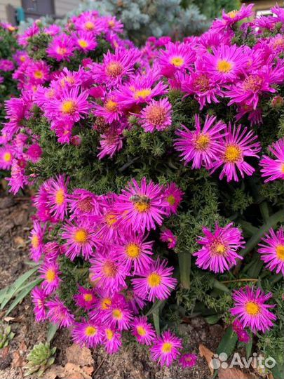 Астра кустарниковая Дженни