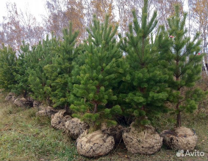 Туи, Сосны, Ели от питомника