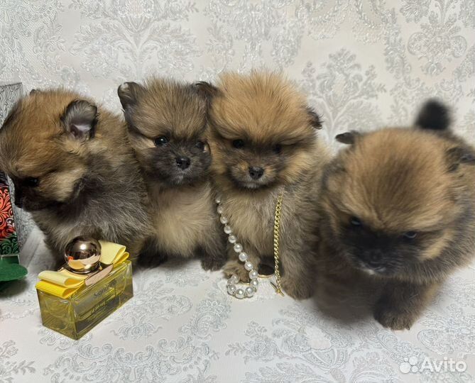 Медвежата шпицы