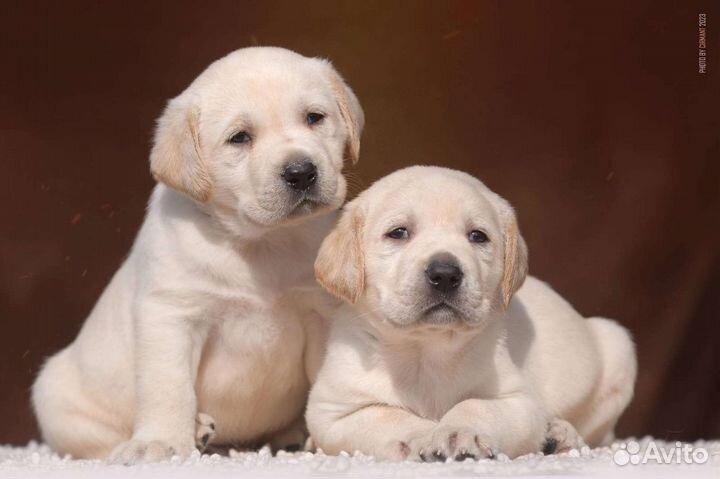 Щенки лабрадора