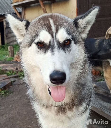 Хаски в добрые руки