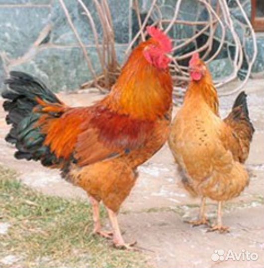 Инкубационное яйцо, цыплята