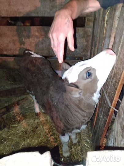 Телята телки