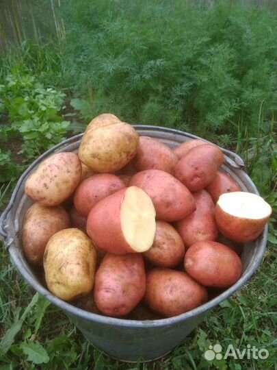 Продам картофель