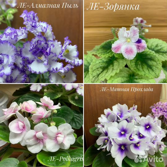 Фиалки мини