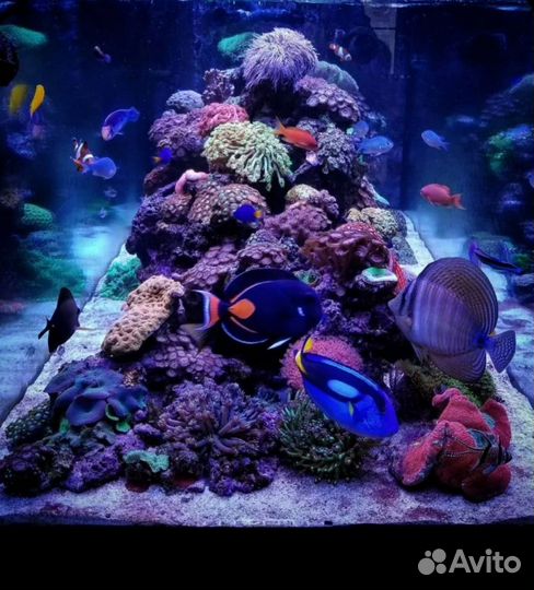 Аквариум для раков и живой рыбы