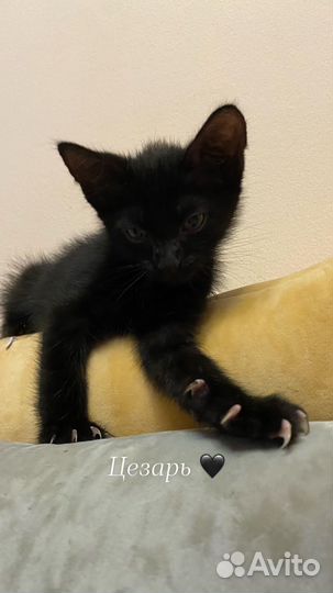 Черный котенок бесплатно