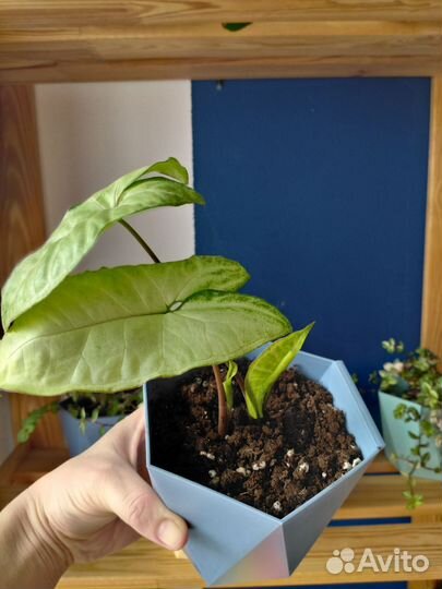 Сингониумы в горшках