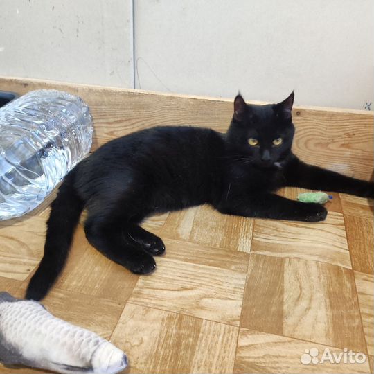 Юные котики в поисках дома