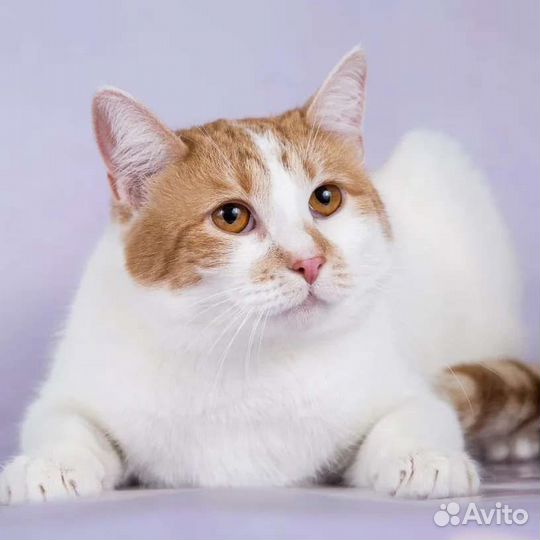 Кошечку Зину никто не замечает