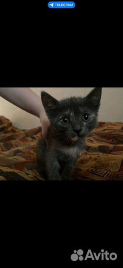 Котята отдам в добрые руки бесплатно
