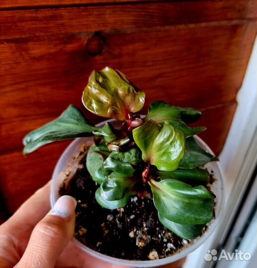 Филодендрон Блэк кардинал твист