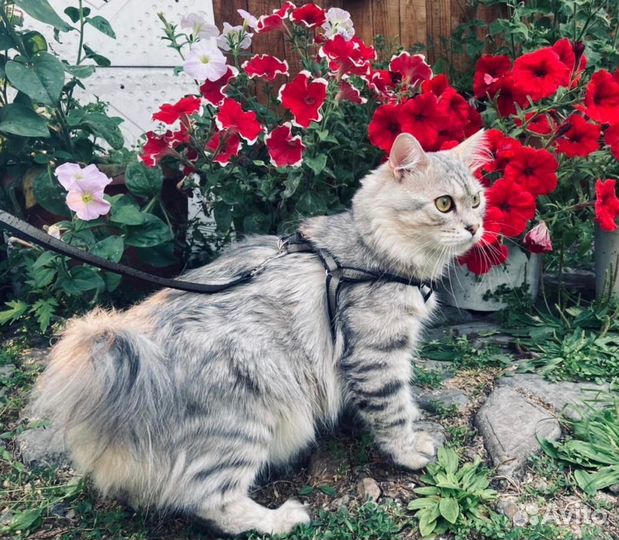 Курильский бобтейл вязка