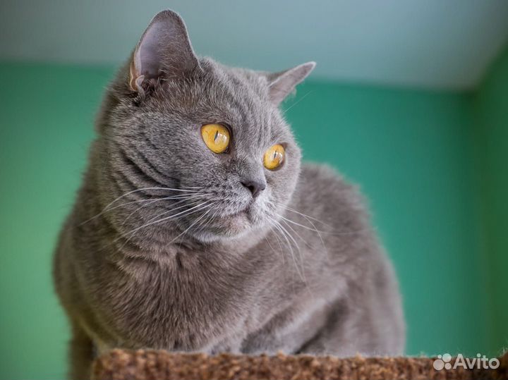 Британская кошечка Серафима Юрьевна в добрые руки