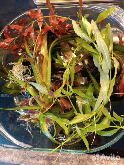 Растения для аквариума