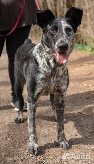 Очаровательная Санта ищет дом