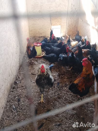 Продажа или обмен животных