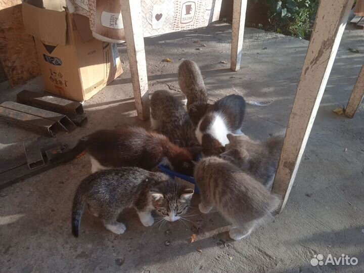 Котята крысоловы. девочки
