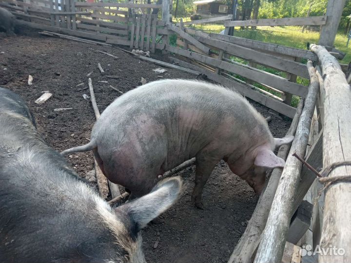 Хряк и свиноматки