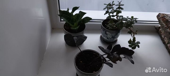 Комнатные растения цветы