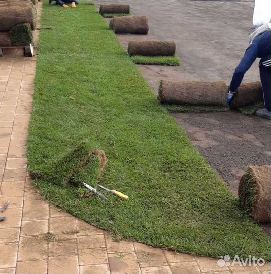 Рулонный газон