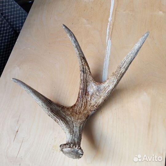 Рога оленя
