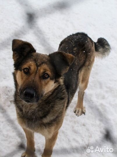 Собачка Альма