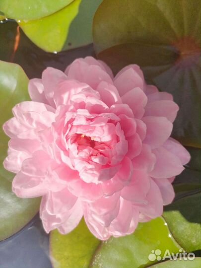 Нимфеи кувшинки для пруда