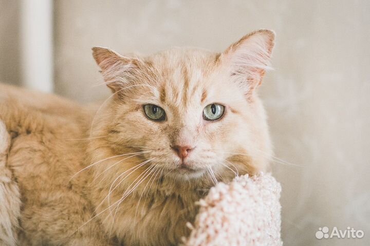 Кот Лео ищет дом