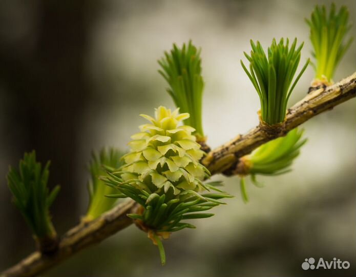 Лиственница Сибирская Семена 60 шт
