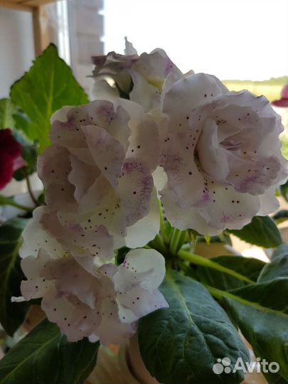 Глоксиния махровая