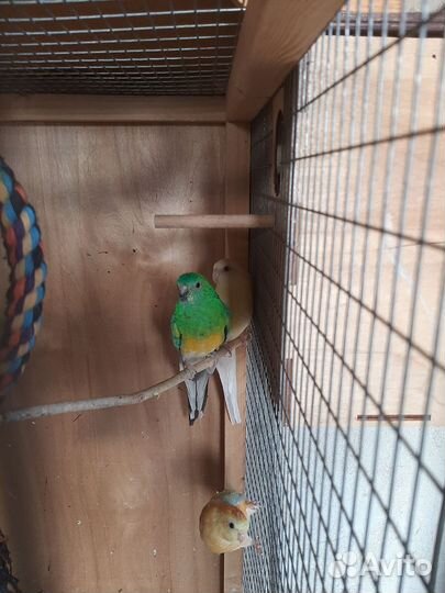 Попугай певчий