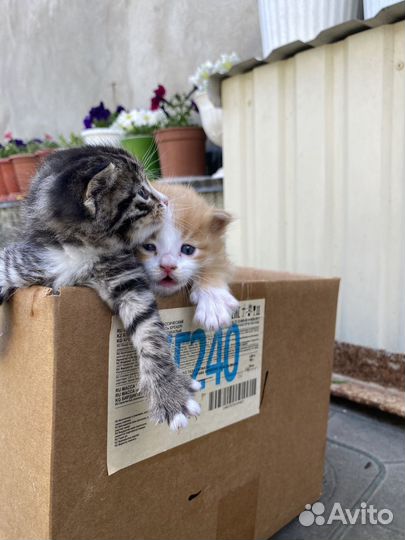 Отдам в добрые руки котят