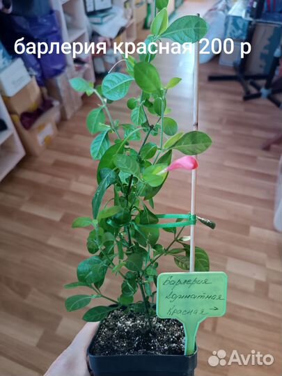 Комнатные цветы